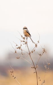 Preview wallpaper shrike, bird, branch, dry