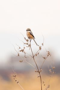 Preview wallpaper shrike, bird, branch, dry