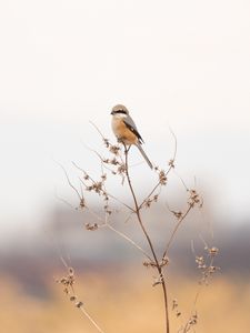 Preview wallpaper shrike, bird, branch, dry