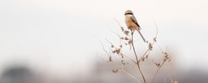 Preview wallpaper shrike, bird, branch, dry