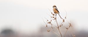 Preview wallpaper shrike, bird, branch, dry