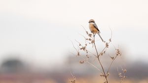 Preview wallpaper shrike, bird, branch, dry