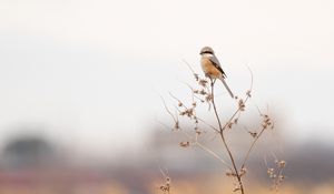 Preview wallpaper shrike, bird, branch, dry