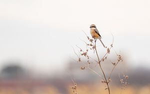 Preview wallpaper shrike, bird, branch, dry