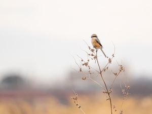 Preview wallpaper shrike, bird, branch, dry