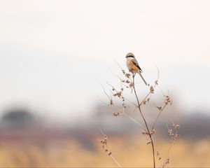 Preview wallpaper shrike, bird, branch, dry