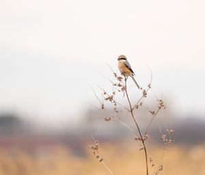 Preview wallpaper shrike, bird, branch, dry