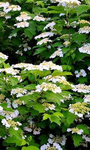 Preview wallpaper shrub, flower, spring, twigs, herbs