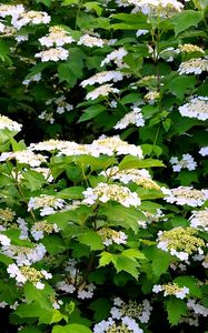 Preview wallpaper shrub, flower, spring, twigs, herbs