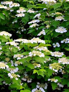 Preview wallpaper shrub, flower, spring, twigs, herbs