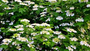 Preview wallpaper shrub, flower, spring, twigs, herbs