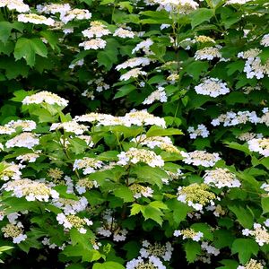 Preview wallpaper shrub, flower, spring, twigs, herbs