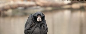 Preview wallpaper siamang, monkeys, primates, animals