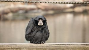 Preview wallpaper siamang, monkeys, primates, animals