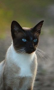 Preview wallpaper siamese cat, cat, blue-eyed