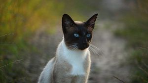 Preview wallpaper siamese cat, cat, blue-eyed