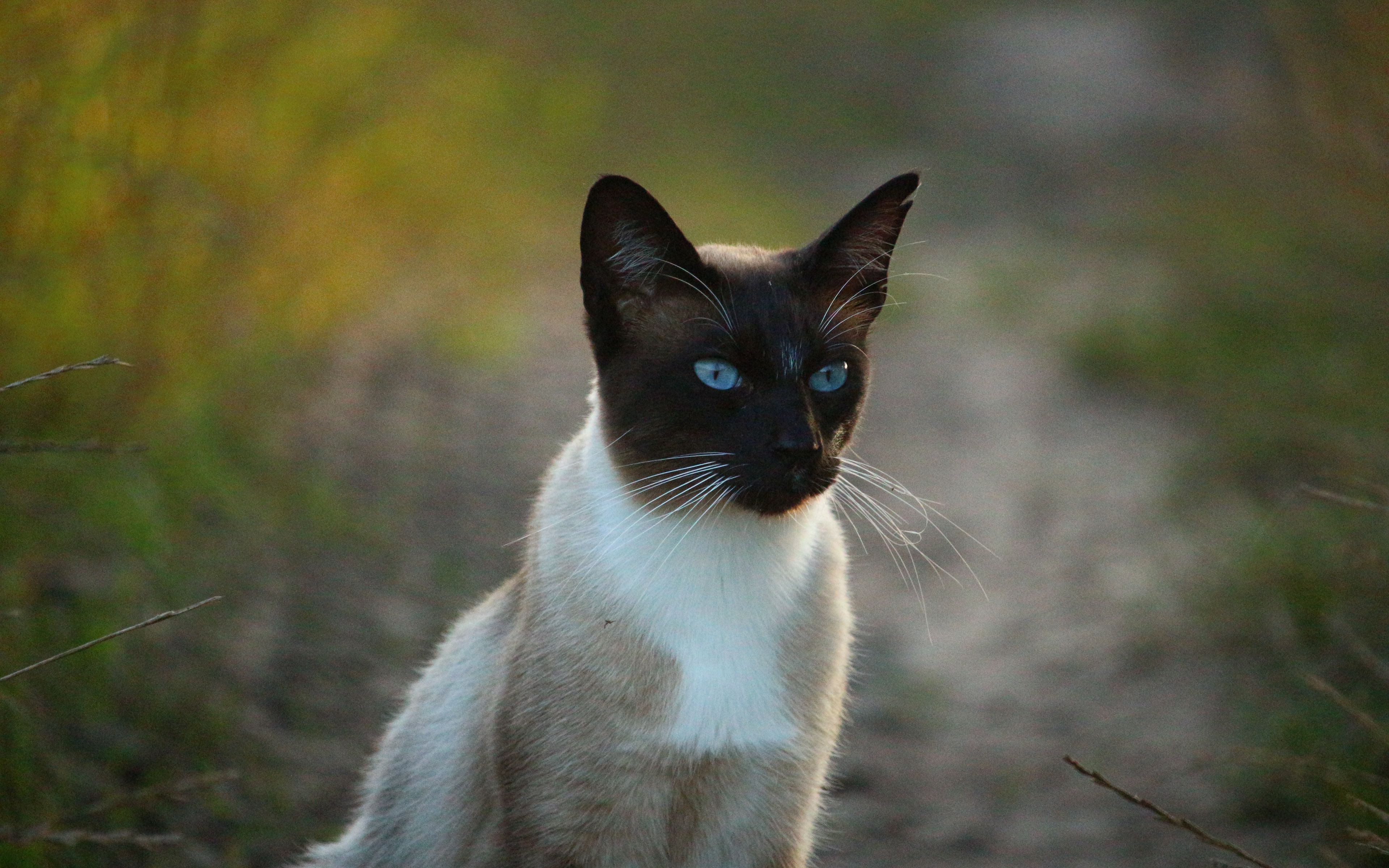 Download Wallpaper 3840x2400 Siamese Cat Cat Blue Eyed 4k Ultra Hd 16