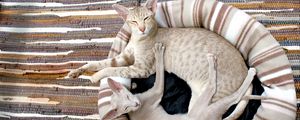Preview wallpaper siamese cat, couple, lie, rug
