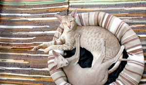 Preview wallpaper siamese cat, couple, lie, rug