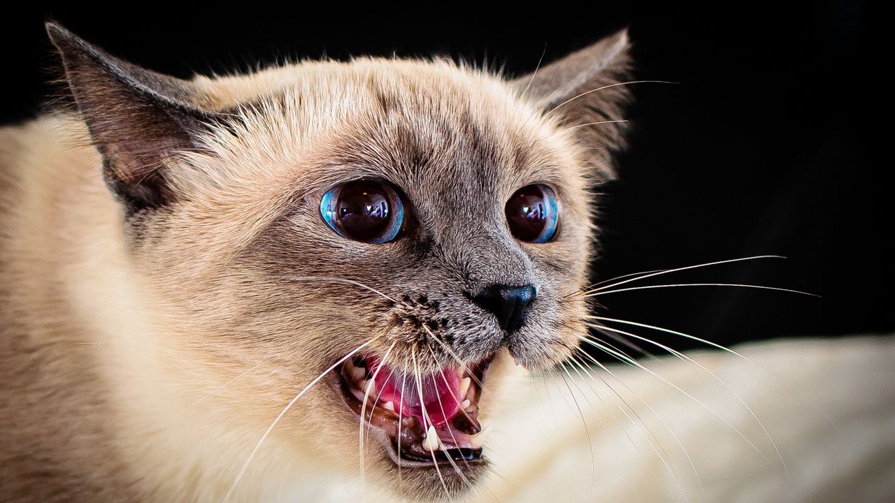 Wallpaper siamese cat, eyes, blue-eyed, spotted