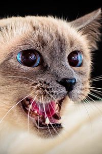 Preview wallpaper siamese cat, eyes, blue-eyed, spotted
