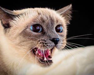 Preview wallpaper siamese cat, eyes, blue-eyed, spotted