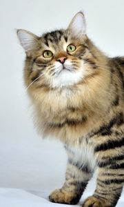 Preview wallpaper siberian cat, fluffy, cat, striped