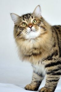 Preview wallpaper siberian cat, fluffy, cat, striped