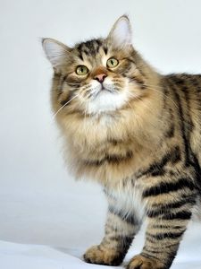 Preview wallpaper siberian cat, fluffy, cat, striped