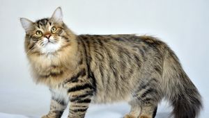 Preview wallpaper siberian cat, fluffy, cat, striped