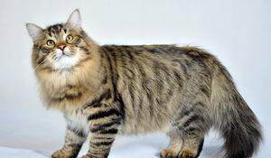 Preview wallpaper siberian cat, fluffy, cat, striped