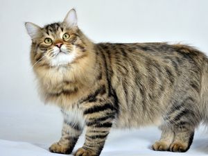 Preview wallpaper siberian cat, fluffy, cat, striped