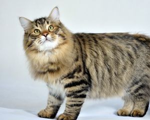 Preview wallpaper siberian cat, fluffy, cat, striped