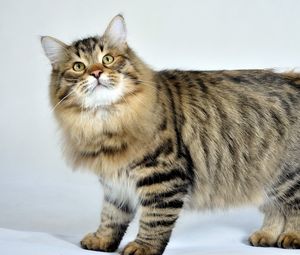 Preview wallpaper siberian cat, fluffy, cat, striped