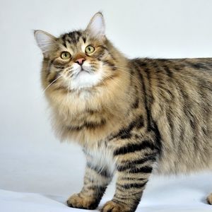Preview wallpaper siberian cat, fluffy, cat, striped