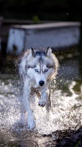 Preview wallpaper siberian husky, dog, pet, water, splashes