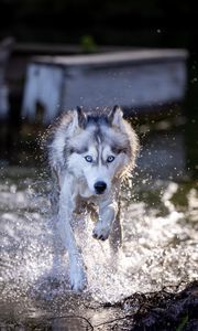 Preview wallpaper siberian husky, dog, pet, water, splashes