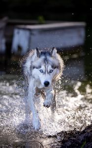 Preview wallpaper siberian husky, dog, pet, water, splashes