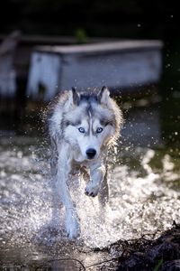 Preview wallpaper siberian husky, dog, pet, water, splashes