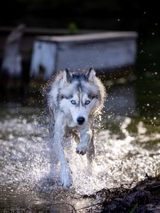 Preview wallpaper siberian husky, dog, pet, water, splashes