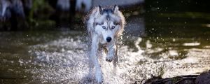 Preview wallpaper siberian husky, dog, pet, water, splashes