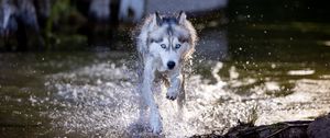 Preview wallpaper siberian husky, dog, pet, water, splashes