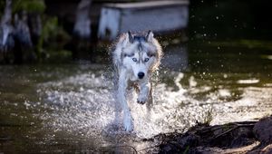 Preview wallpaper siberian husky, dog, pet, water, splashes