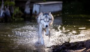 Preview wallpaper siberian husky, dog, pet, water, splashes