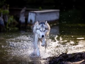 Preview wallpaper siberian husky, dog, pet, water, splashes