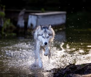 Preview wallpaper siberian husky, dog, pet, water, splashes