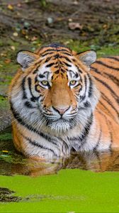 Preview wallpaper siberian tiger, big cat, animal, pond, water