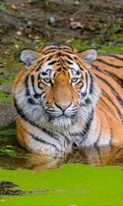 Preview wallpaper siberian tiger, big cat, animal, pond, water
