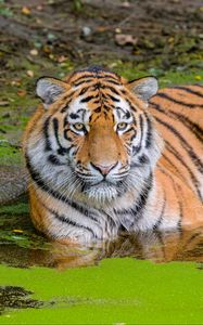 Preview wallpaper siberian tiger, big cat, animal, pond, water