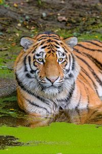 Preview wallpaper siberian tiger, big cat, animal, pond, water